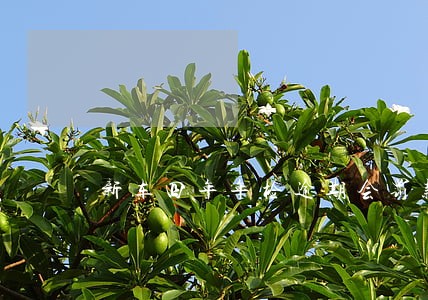 新车四年年检逾期会罚款吗
