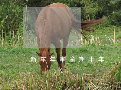 新车年审逾期半年
