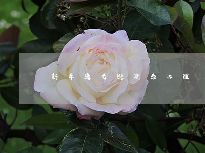 新车选号逾期未办理 新车选号逾期未办理