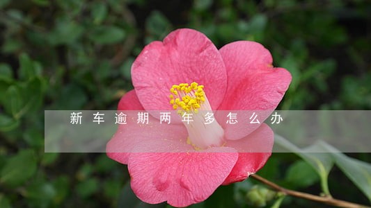 新车逾期两年多怎么办 新车逾期两年多怎么办