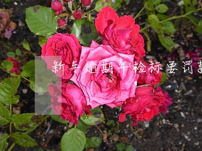 新车逾期年检标要罚款吗 新车逾期年检标要罚款吗