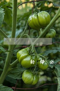 新郑企业法律顾问的职责 新郑企业法律顾问的职责