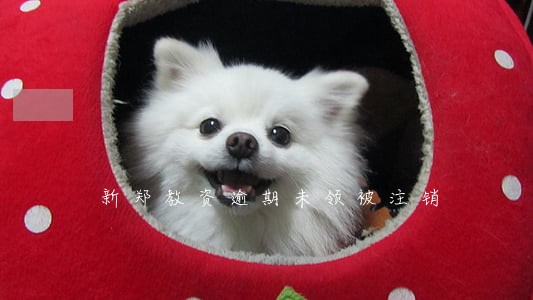 新郑教资逾期未领被注销 新郑教资逾期未领被注销