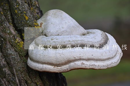 新都区免费法律咨询热线 新都区免费法律咨询热线