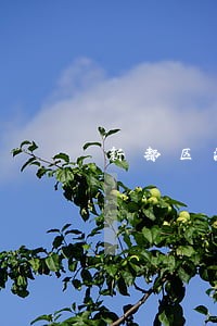 新都区法律顾问服务咨询 新都区法律顾问服务咨询