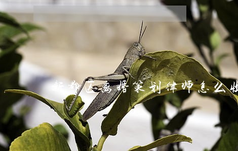 新都区离婚策划律师怎么收费 新都区离婚策划律师怎么收费