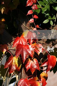 新金融工具准则对外担保逾期 新金融工具准则对外担保逾期