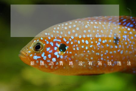 新铺沥青路没有画线违法拍照
