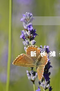 新长滩法院大楼设计师 新长滩法院大楼设计师