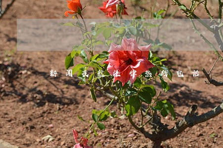 新闻夜航法律热线电话 新闻夜航法律热线电话