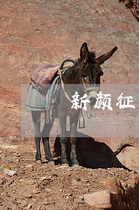 新颜征信违法