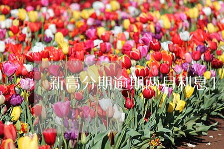 新高分期逾期两月利息1000 新高分期逾期两月利息1000