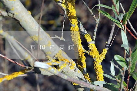 方国祥安庆诉讼