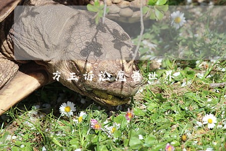 方正诉讼魔兽世界 方正诉讼魔兽世界