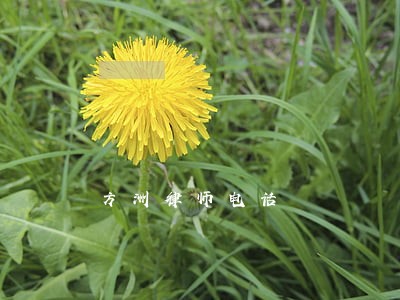 方洲律师电话 方洲律师电话