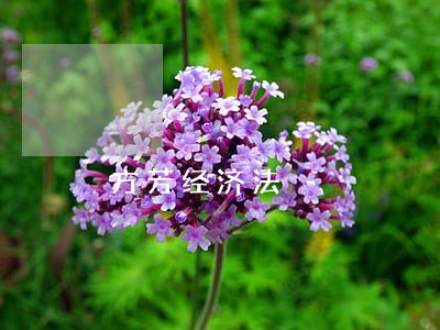方芳经济法 方芳经济法