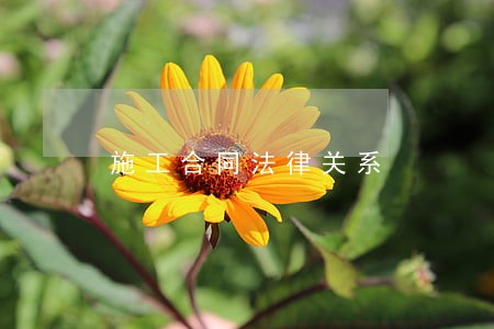 施工合同法律关系