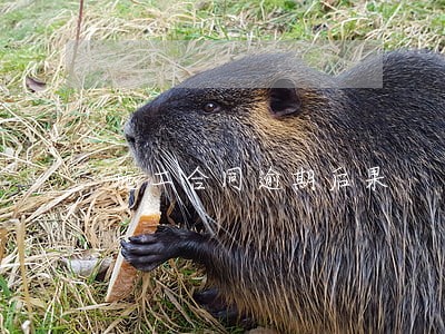 施工合同逾期后果 施工合同逾期后果