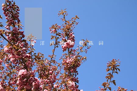 施洋律师慷慨陈词