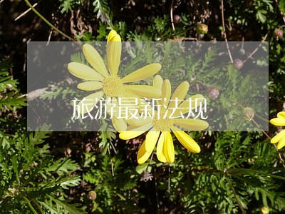 旅游最新法规