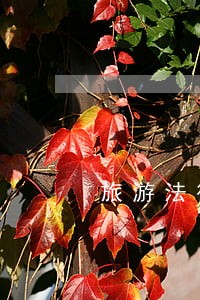 旅游法律关系的类型 旅游法律关系的类型