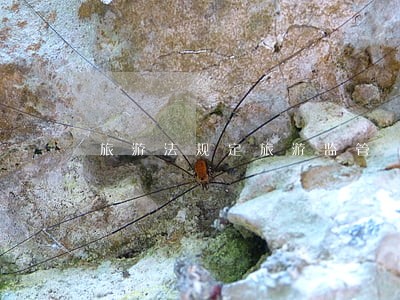 旅游法规定旅游监管 旅游法规定旅游监管