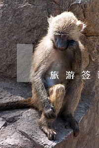 旅游签证去美国逾期 旅游签证去美国逾期