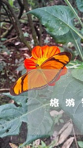 旅游签证柬埔寨逾期 旅游签证柬埔寨逾期