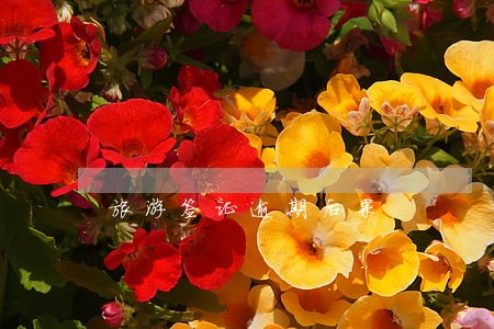 旅游签证逾期后果 旅游签证逾期后果