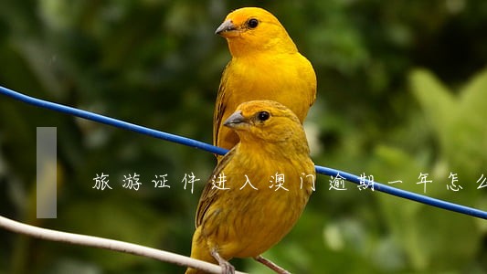 旅游证件进入澳门逾期一年怎么办 旅游证件进入澳门逾期一年怎么办