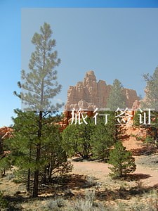 旅行签证逾期申请绿卡 旅行签证逾期申请绿卡