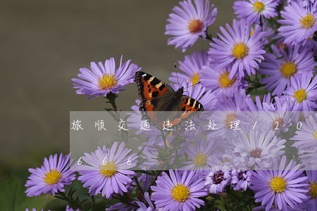 旅顺交通违法处理/2023020385666 旅顺交通违法处理/2023020385666
