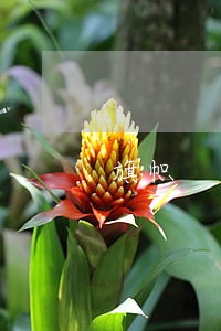 旗帜 旗帜