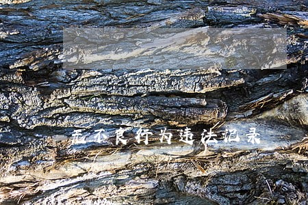 无不良行为违法记录 无不良行为违法记录