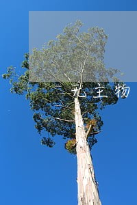 无主物公告送达逾期