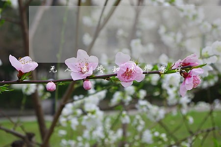 无人离婚和涉外案件 无人离婚和涉外案件