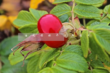 无优借条不逾期图片 无优借条不逾期图片