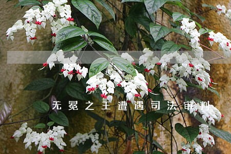 无冕之王遭遇司法审判 无冕之王遭遇司法审判