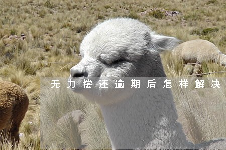 无力偿还逾期后怎样解决 无力偿还逾期后怎样解决