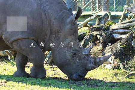 无劳动合同法辞退规定 无劳动合同法辞退规定