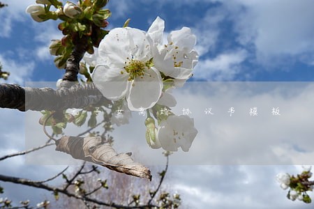 无子女离婚协议书模板 无子女离婚协议书模板