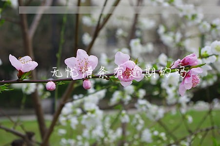 无忧借条有逾期的吗