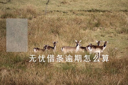 无忧借条逾期怎么算 无忧借条逾期怎么算