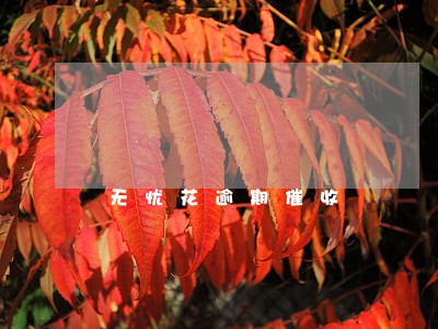 无忧花逾期催收 无忧花逾期催收