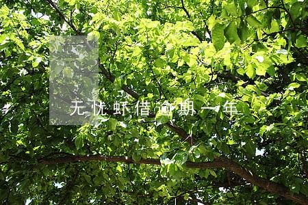 无忧虾借逾期一年 无忧虾借逾期一年