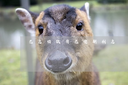 无息借款有无逾期利息 无息借款有无逾期利息