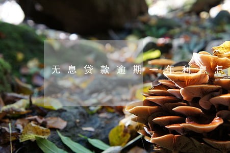 无息贷款逾期一年利息怎么算 无息贷款逾期一年利息怎么算