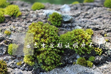 无恶意逾期证明开不了 无恶意逾期证明开不了
