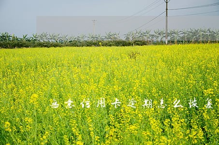 无意信用卡逾期怎么恢复正常 无意信用卡逾期怎么恢复正常