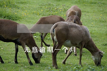 无意逾期一个月 无意逾期一个月
